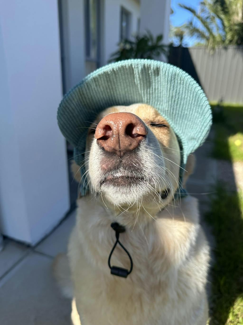 Hairy dog Corduroy cap