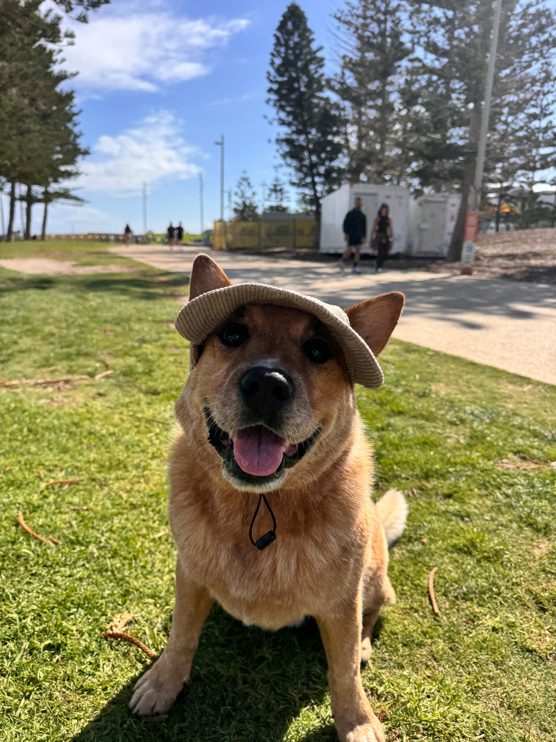 Hairy dog Corduroy cap
