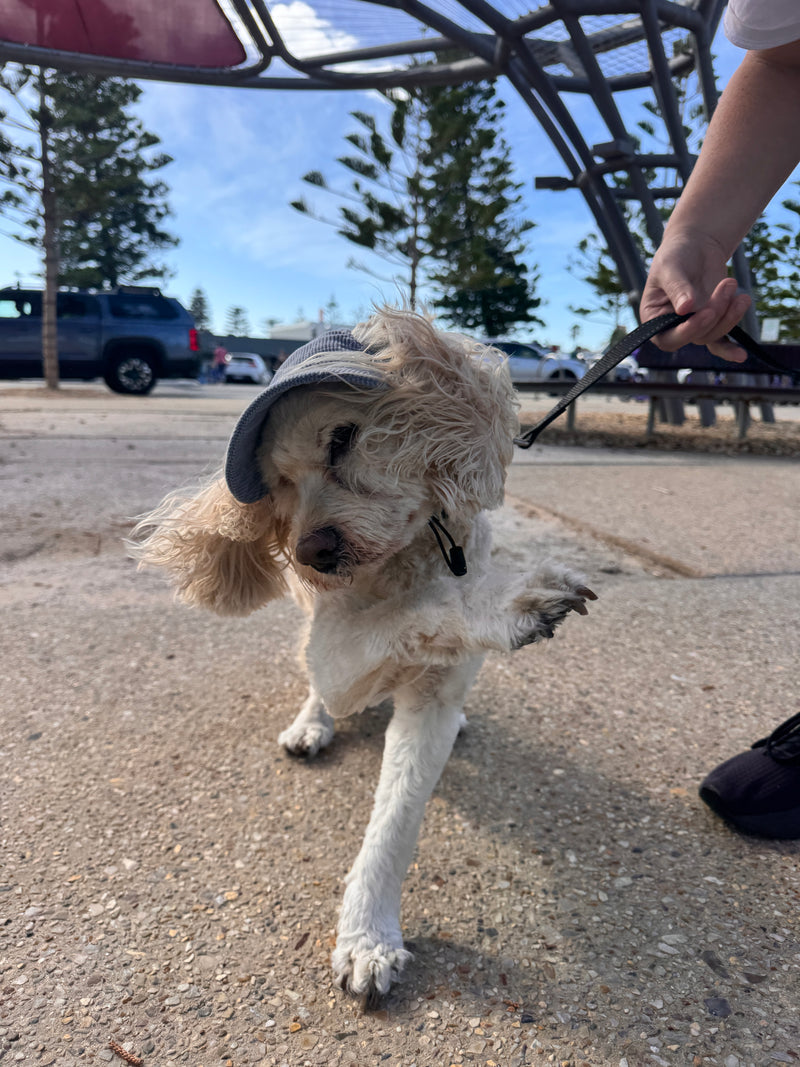 Hairy dog Corduroy cap